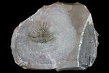 Unidentified Lichid Trilobite From Jorf - Belenopyge Like #171560-1
